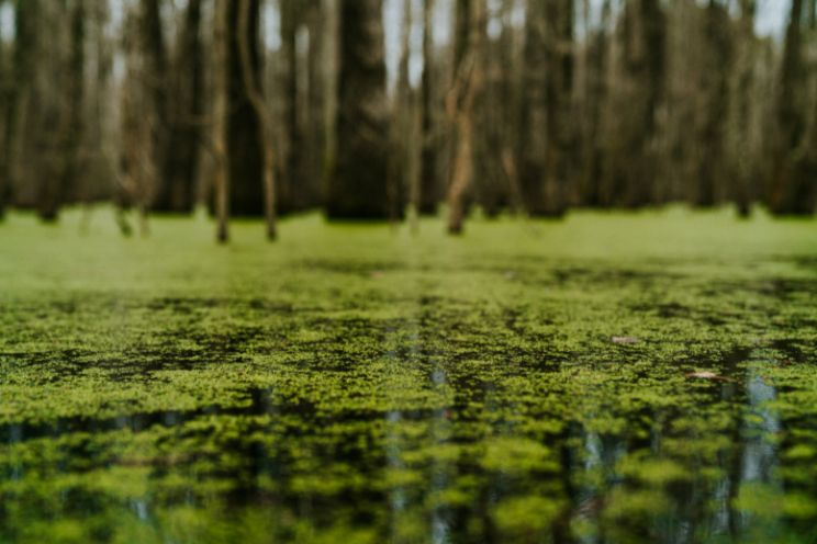 Algae with trees in background