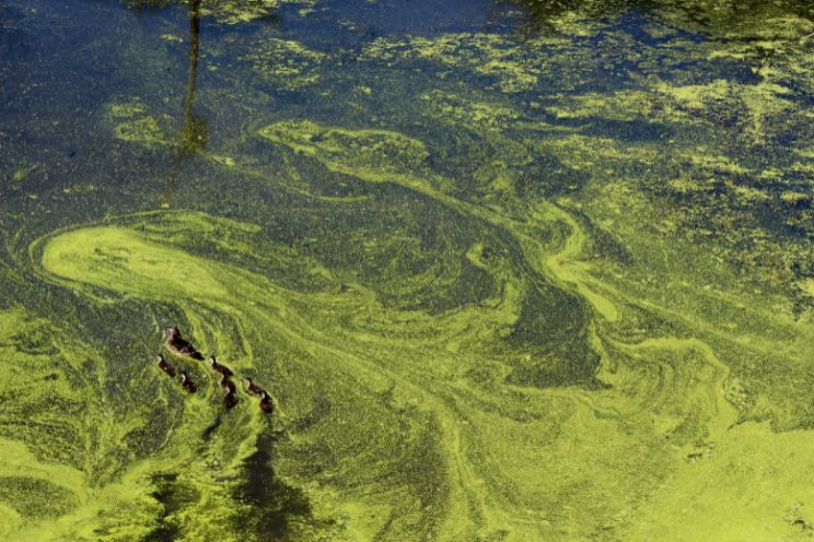 Green Algae in pond