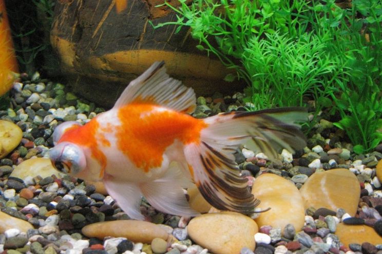 The Ultimate Guide to Goldfish Tanks