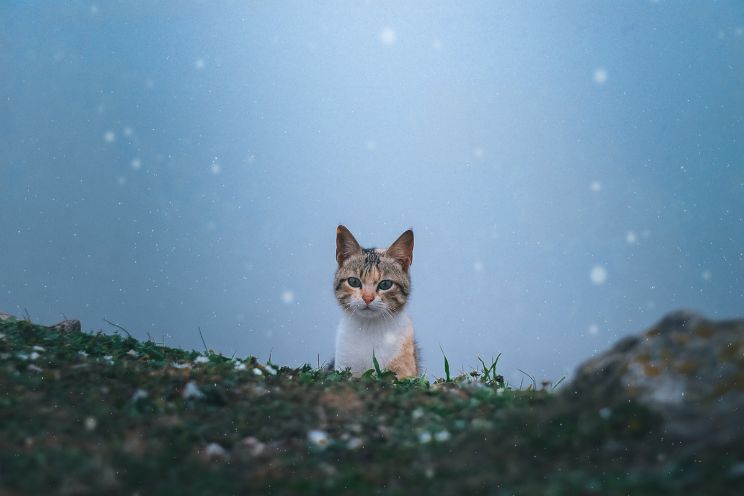 Cat popping head over hill