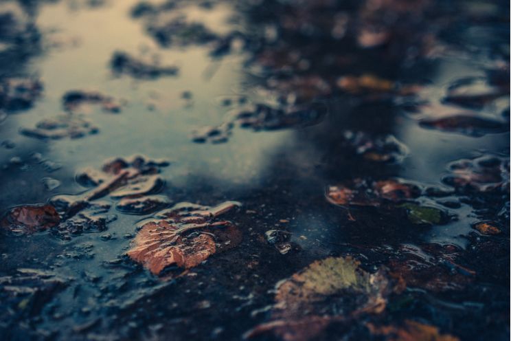 Dead leaves in pond water