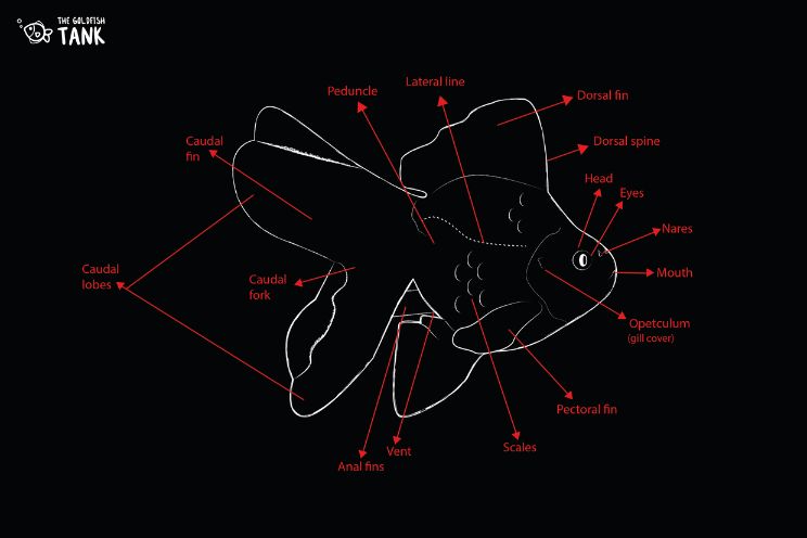 Diagram of Goldfish External Anatomy