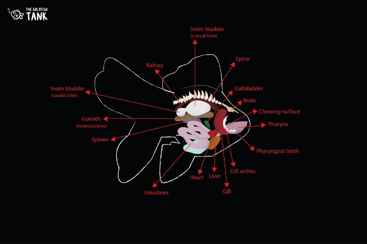 goldfish internal anatomy