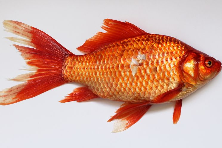 goldfish internal anatomy