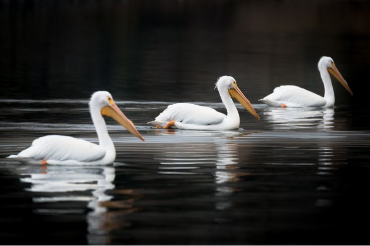 Three white pelicans floating on the water 