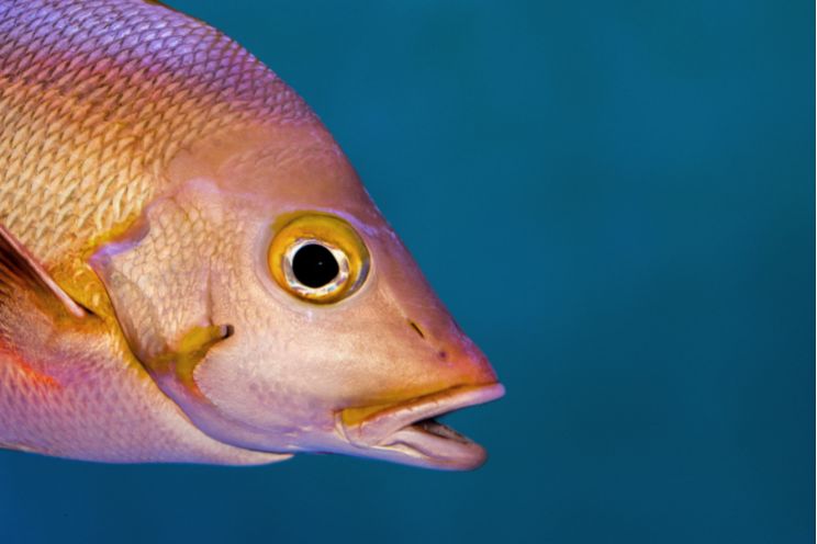 Close up of Goldfish eye