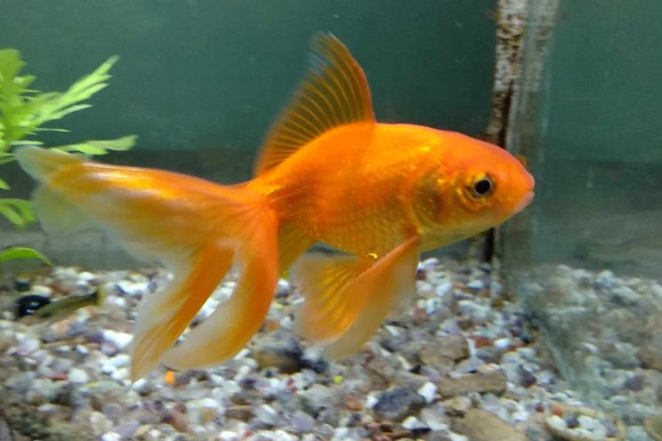 Fantail fancy goldfish