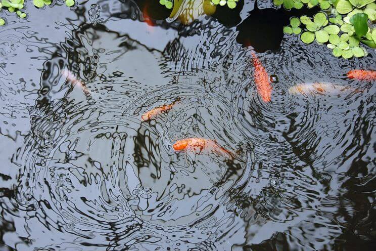 Pond fish in the water