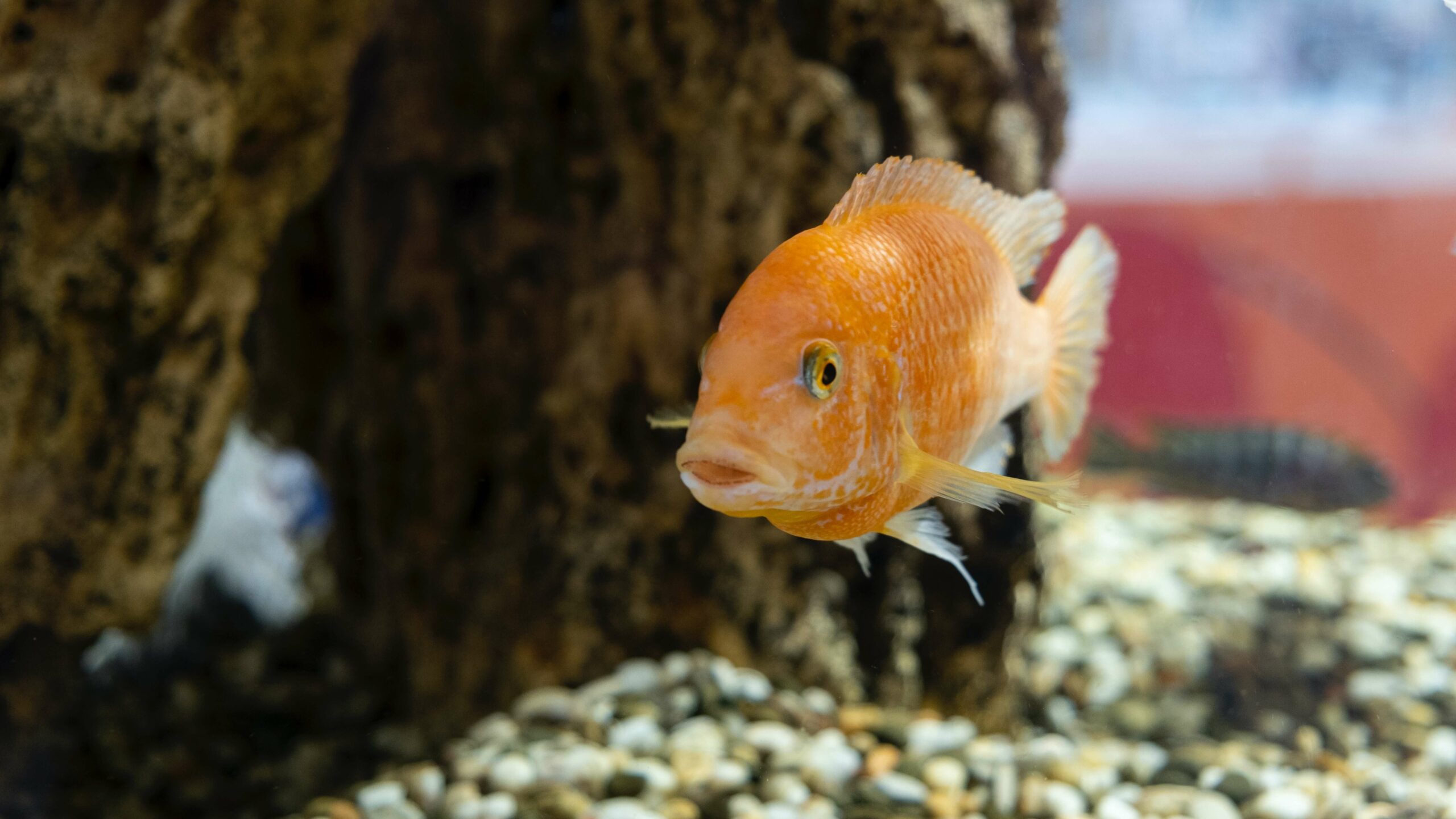 Fish tank with pebbles