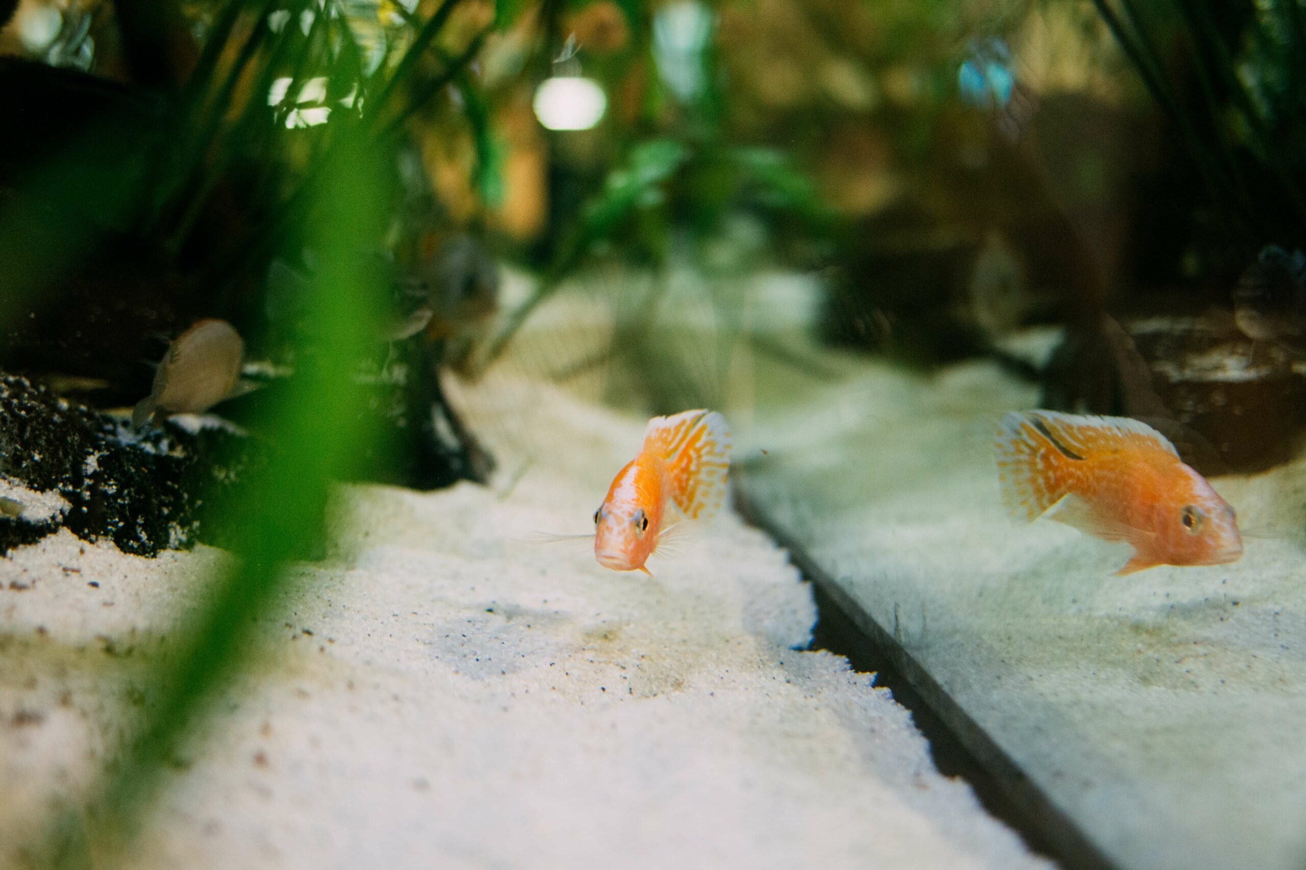 Fish that clean outlet tanks with goldfish