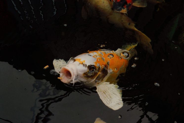 Fish eating food in water