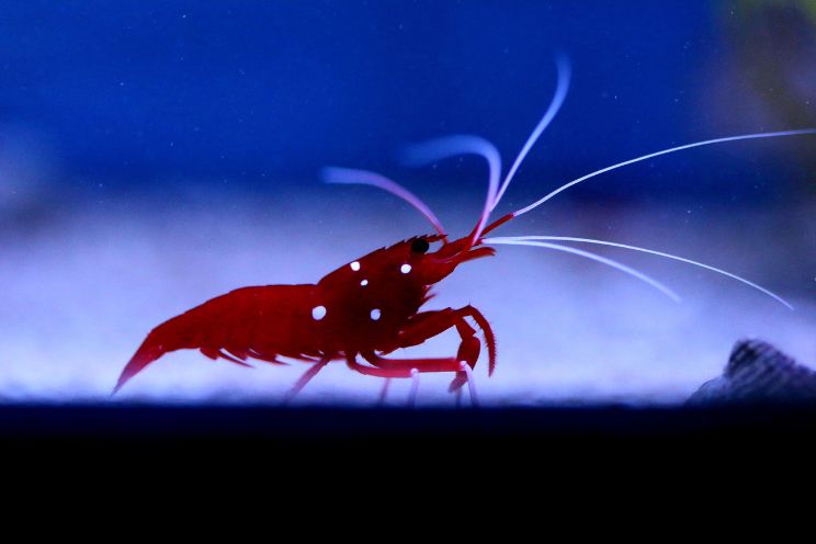 Close shot of a red crayfish