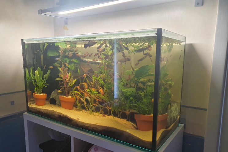 Fish Tank with plant and fish swimming around