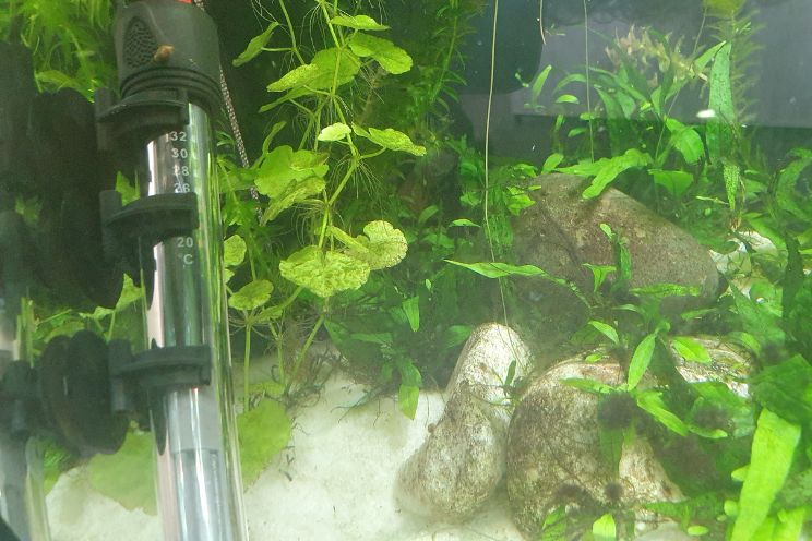 Temperate fish outlet tank