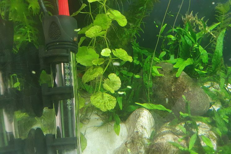 Goldfish 2024 tank heater