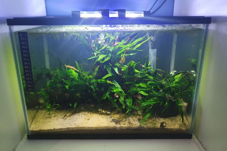 Marimo Moss Balls Care Sheet: Aquarium Requirements, Propagation & Habitat  Mates