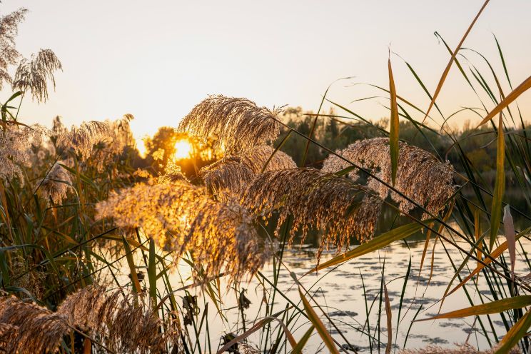 Plants overlooking pond