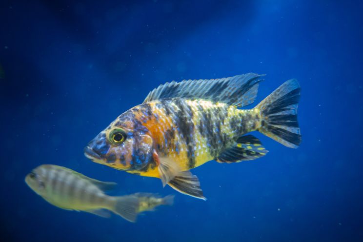 Cichlid Fish