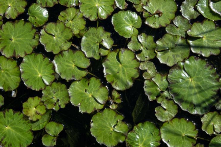 aerial photography of lily pods floating on calm water photo