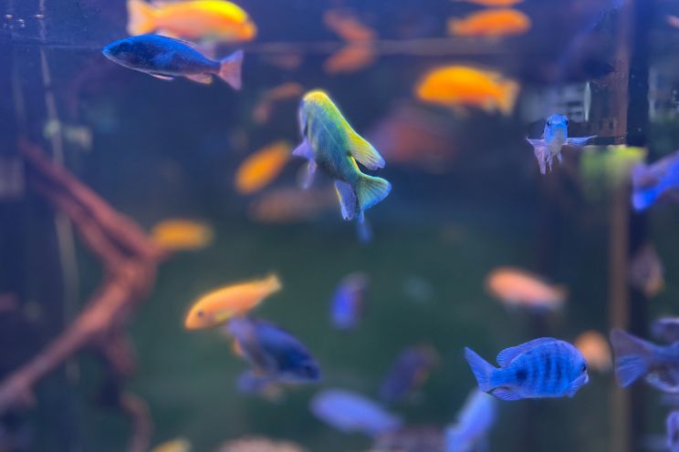 yellow and blue fish in water photo