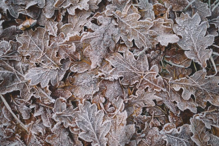 Brown leaves frozen