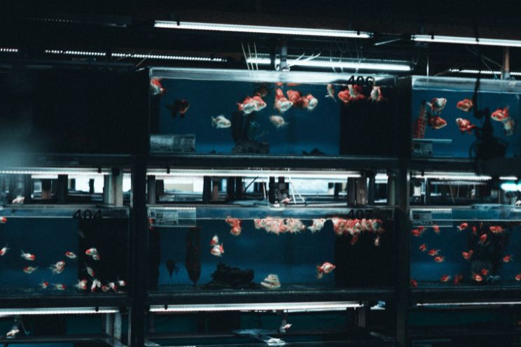 Fish tanks in darkness