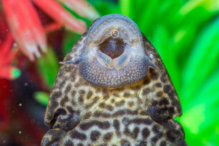 A plecostomus clings to the side of the aquarium.