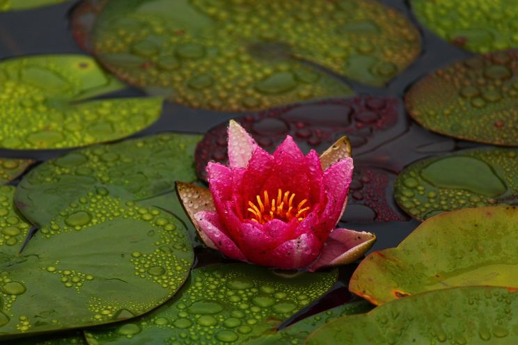 pink lotus flower photo on lily pad