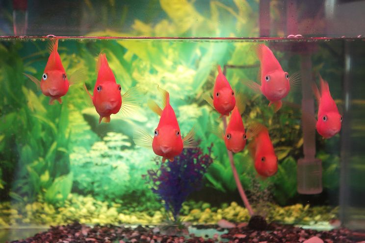 Red goldfish looking through glass