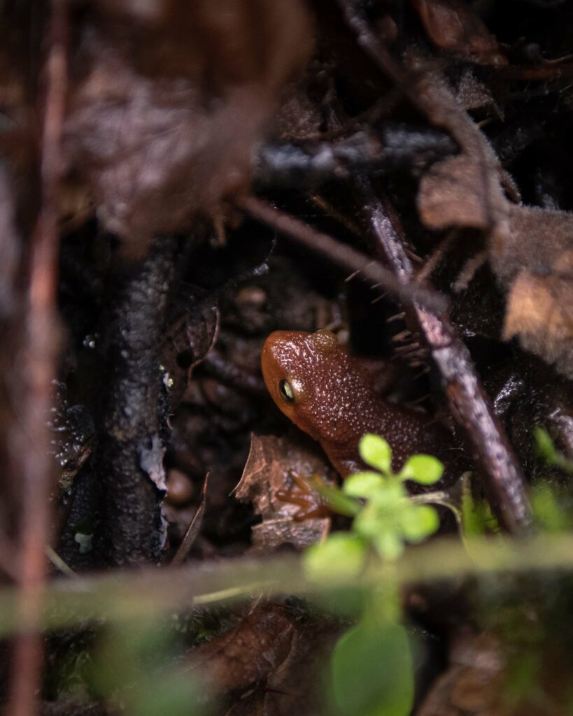 orange newt under sticks