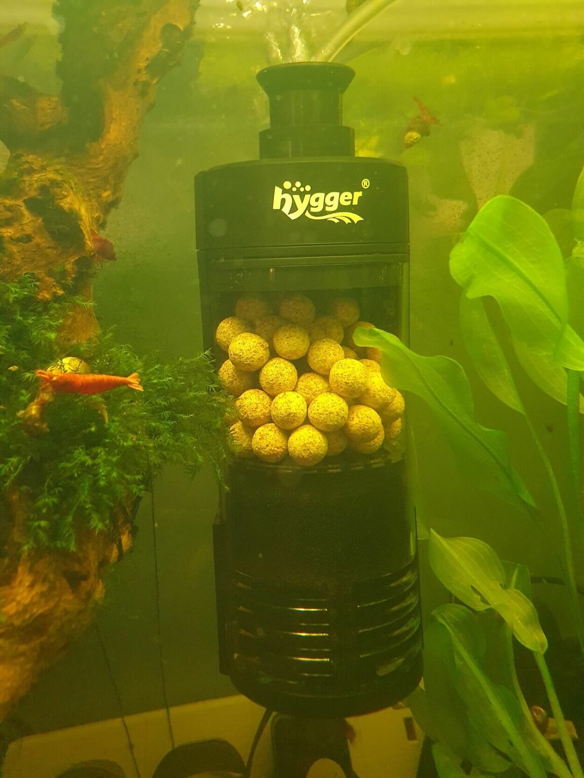 Picture of Hygger aquarium small internal filter review | The Goldfish Tank