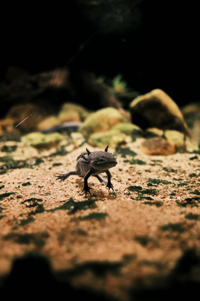 black axolotl on a sandy bed