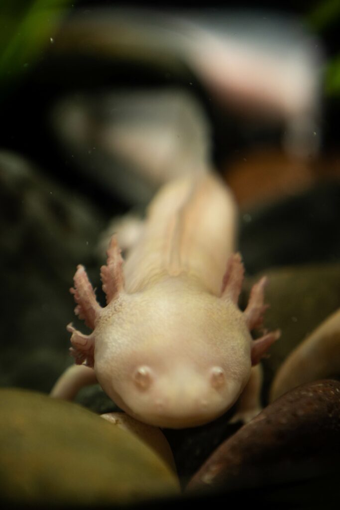 white and red axolotl the floor of a tank