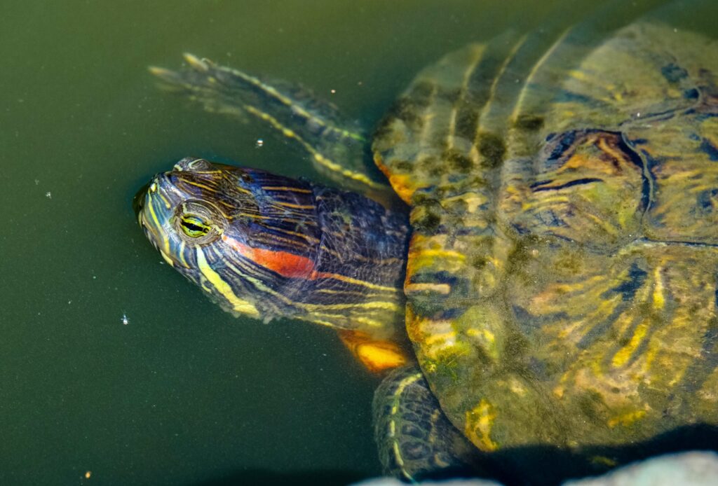 turtle swimming