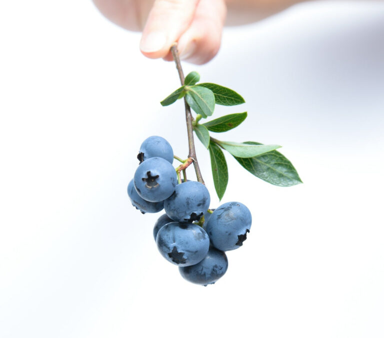 Can Goldfish Eat Blueberries The Goldfish Tank