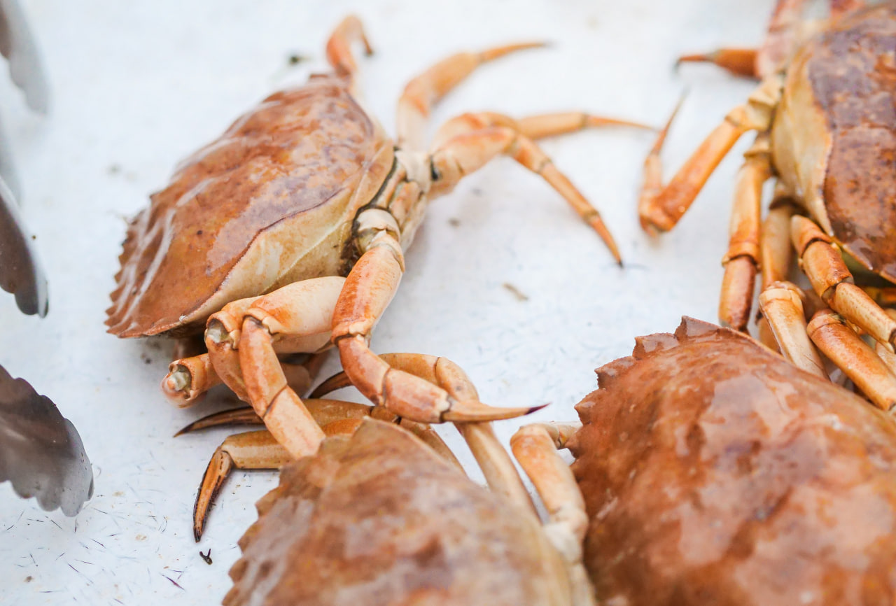 Can Goldfish Eat Crab The Goldfish Tank