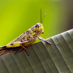 Can Goldfish Eat Crickets? Surprising Truth & Safe Tips