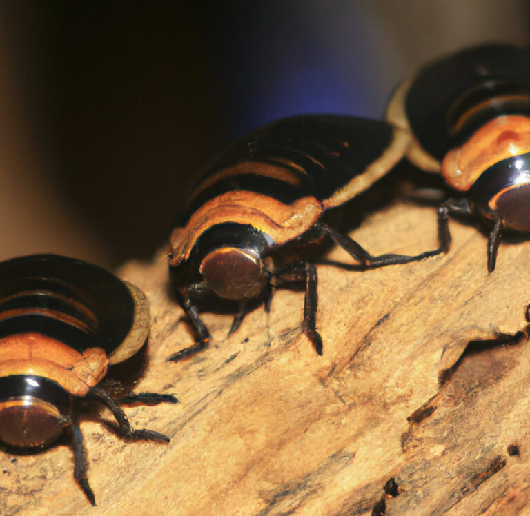 Can Goldfish Eat Dubia Roaches The Goldfish Tank