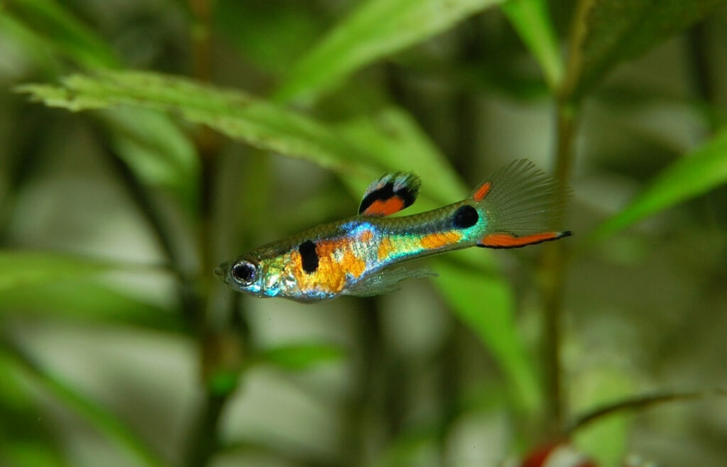 Can Goldfish Eat Guppies The Goldfish Tank