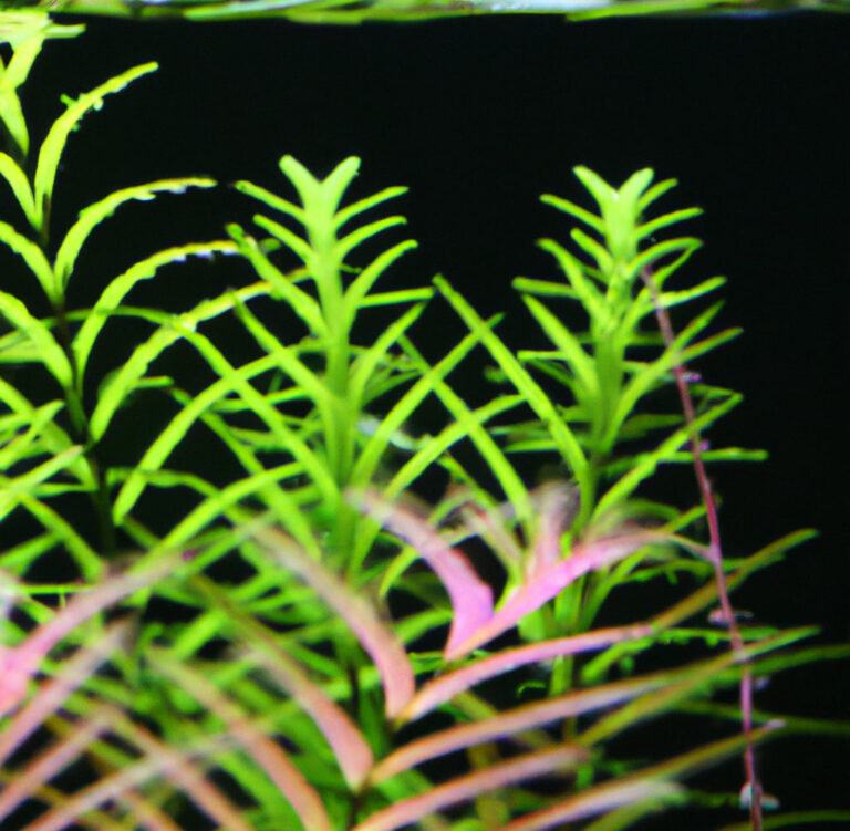 Can Goldfish Eat Java Fern The Goldfish Tank