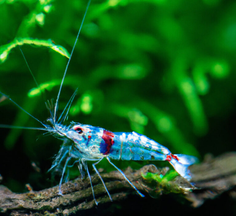 Can Goldfish Eat Mysis The Goldfish Tank