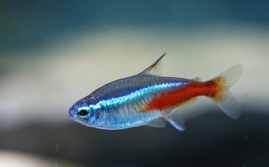 Tetra Goldfish: Tetra