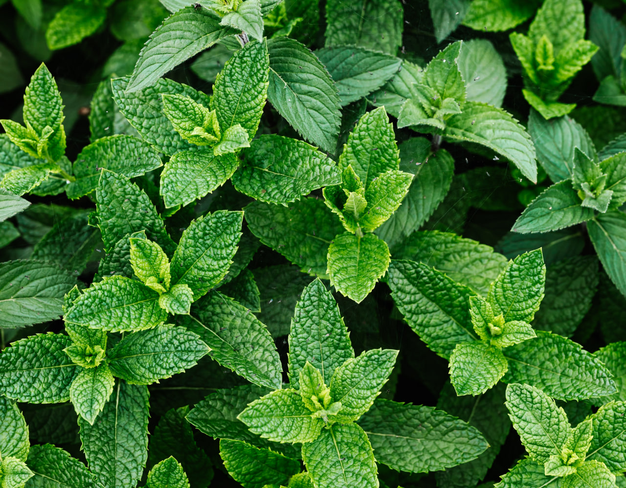 Can Goldfish Eat mint The Goldfish Tank