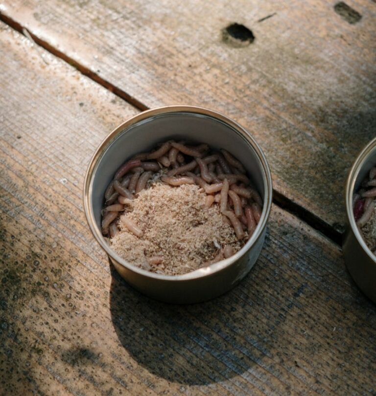 Can Goldfish Eat Worms The Goldfish Tank