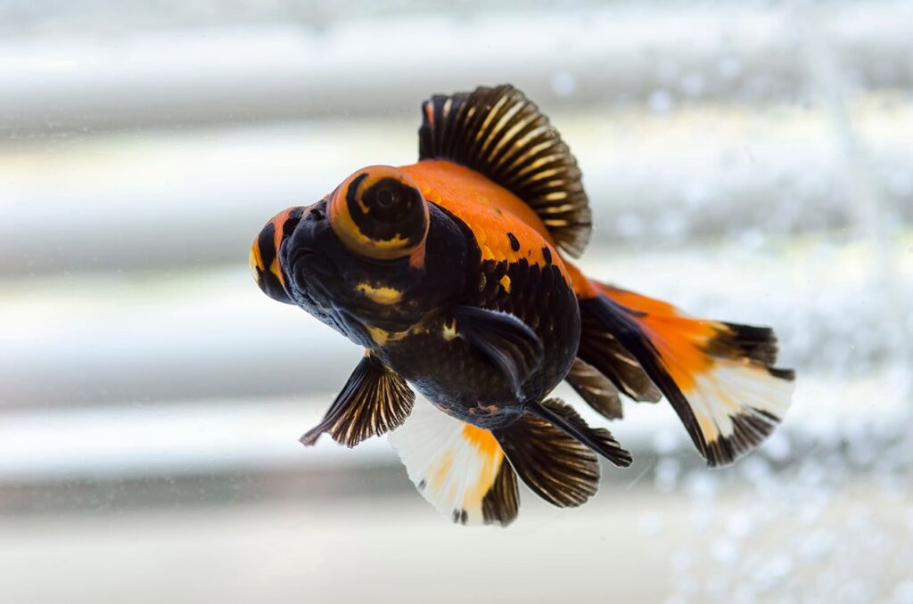 Breeding Butterfly Telescope Goldfish