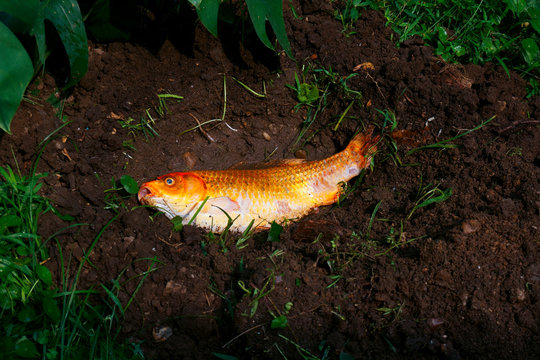 Burying a goldfish