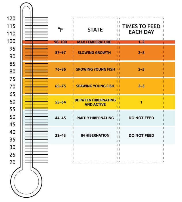 Goldfish water temperature: What is the best temperature for goldfish?