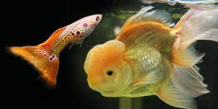 What are the differences between guppies and goldfish