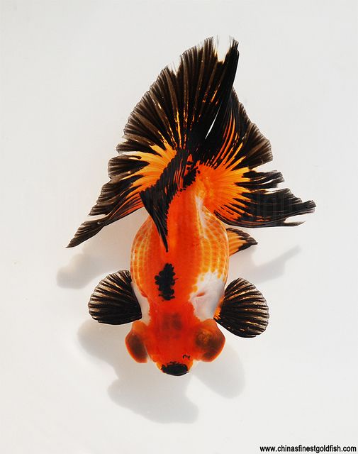 Butterfly telescope goldfish hot sale care