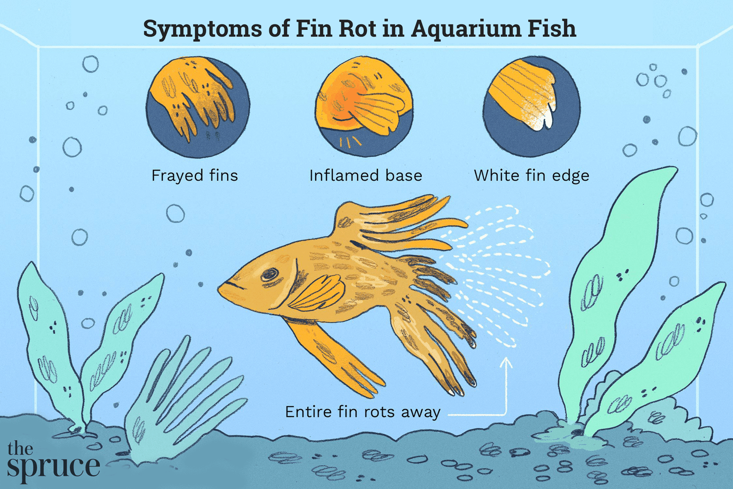 Image showcasing Fin rot in goldfish: What is fin rot and how do you treat it?